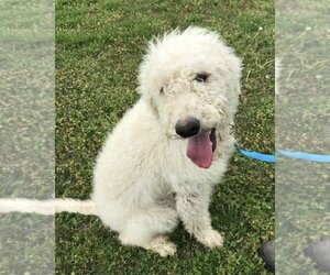 Labradoodle Dogs for adoption in Harrison, AR, USA