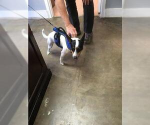 Rat Terrier Dogs for adoption in Fort Walton Beach, FL, USA