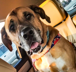 Daniff Dogs for adoption in Brownsboro, AL, USA