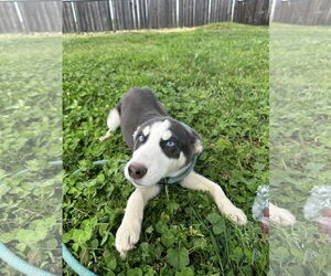 Huskies -Unknown Mix Dogs for adoption in Chico, CA, USA