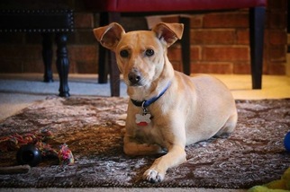 Small Blue Lacy-Labrador Retriever Mix