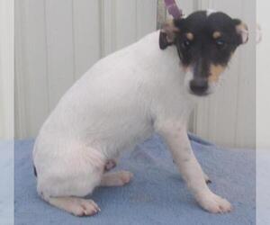 Jack Russell Terrier Dogs for adoption in Mountain View, MO, USA