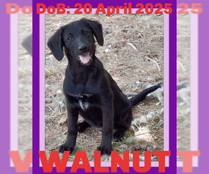 Labrador Retriever-Unknown Mix Dogs for adoption in Sebec, ME, USA