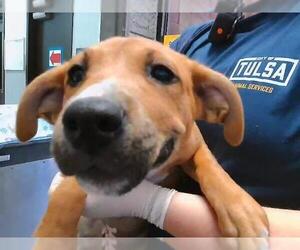 German Shepherd Dog-Unknown Mix Dogs for adoption in Tulsa, OK, USA