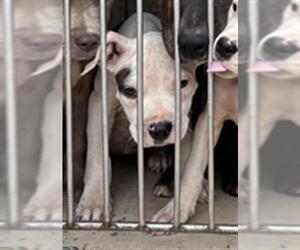 American Pit Bull Terrier-Unknown Mix Dogs for adoption in Oklahoma City, OK, USA