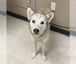 Siberian Husky Dogs for adoption in Conroe, TX, USA