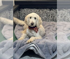 Poodle (Standard) Dogs for adoption in Leavenworth, KS, USA