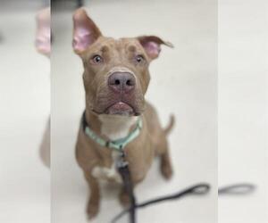 American Pit Bull Terrier Dogs for adoption in Center Township, PA, USA