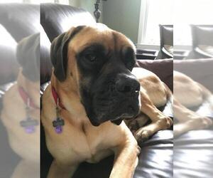 Mastiff Dogs for adoption in Chambersburg, PA, USA