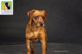 Puggle Dogs for adoption in Salt Lake City, UT, USA