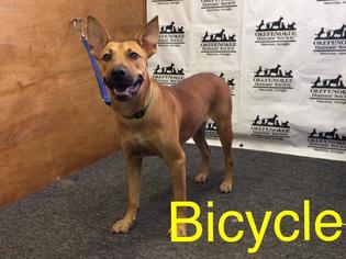 Bull Terrier Dogs for adoption in Waycross, GA, USA