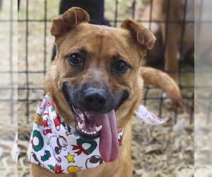 Mutt Dogs for adoption in San Antonio, TX, USA
