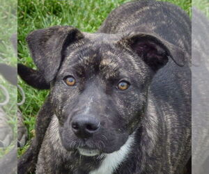American Staffordshire Terrier-Boxer Mix Dogs for adoption in Huntley, IL, USA
