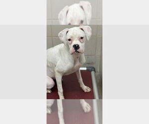 Boxer Dogs for adoption in Austin, TX, USA