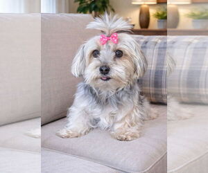 Mutt Dogs for adoption in Bon Carbo, CO, USA