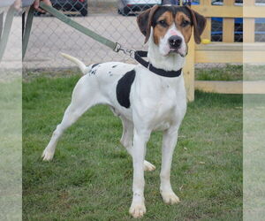 Treeing Walker Coonhound Dogs for adoption in Huntley, IL, USA