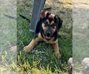 Black and Tan Coonhound-Unknown Mix Dogs for adoption in Conroe, TX, USA
