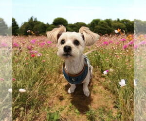 Mutt Dogs for adoption in Menifee, CA, USA