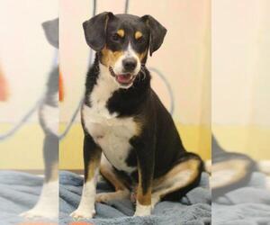 Labbe Dogs for adoption in Lovingston, VA, USA