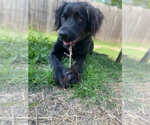 Labrador Retriever-Unknown Mix Dogs for adoption in Denton, TX, USA