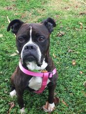 Boxer Dogs for adoption in Leonardtown, MD, USA