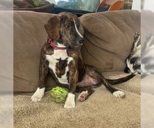 Labrador Retriever-Unknown Mix Dogs for adoption in Sheboygan, WI, USA