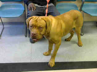 Dogue de Bordeaux Dogs for adoption in Louisville, KY, USA