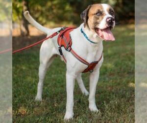 American Bulldog Dogs for adoption in Cumming, GA, USA