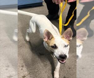 Siberian Husky-Unknown Mix Dogs for adoption in Woodland, CA, USA