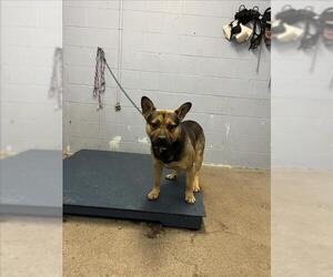 Bulldog-German Shepherd Dog Mix Dogs for adoption in Woodland, CA, USA
