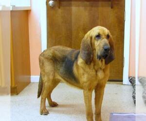 Bloodhound Dogs for adoption in York, SC, USA