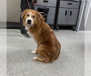 Chow Chow-Siberian Husky Mix Dogs for adoption in Pasadena, TX, USA