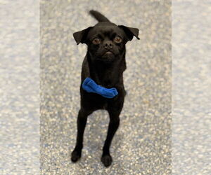 Chug Dogs for adoption in Phoenix, AZ, USA