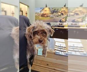 Mutt Dogs for adoption in Upland, CA, USA
