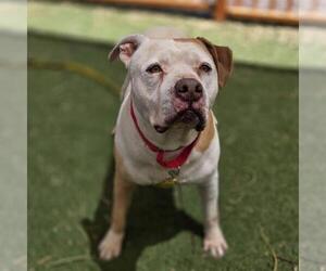 Mutt Dogs for adoption in Las Vegas, NV, USA