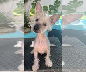 Mutt Dogs for adoption in Temecula, CA, USA