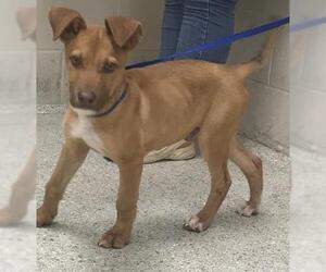 Labrador Retriever-Unknown Mix Dogs for adoption in Conroe, TX, USA