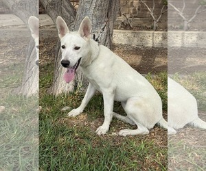 Black Mouth Cur-Labrador Retriever Mix Dogs for adoption in San Diego, CA, USA