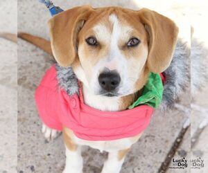 Mutt Dogs for adoption in Washington, DC, USA