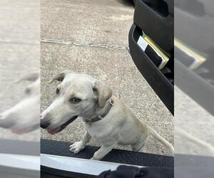 Labrador Retriever-Unknown Mix Dogs for adoption in Houston, TX, USA