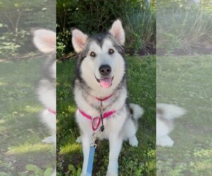 Alaskan Malamute Dogs for adoption in Severn, MD, USA