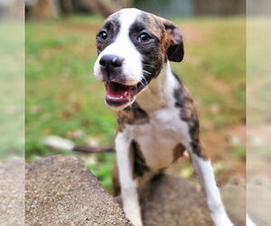 Mutt Dogs for adoption in Raleigh, NC, USA