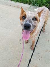 Mutt Dogs for adoption in Carroll, IA, USA