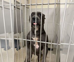 American Pit Bull Terrier-Unknown Mix Dogs for adoption in Virginia Beach, VA, USA