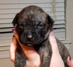 Medium Photo #1 Boxer-Unknown Mix Puppy For Sale in Houston, TX, USA