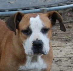 Bull-Boxer Dogs for adoption in Yardley, PA, USA