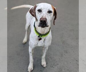 Pointer Dogs for adoption in San Diego, CA, USA