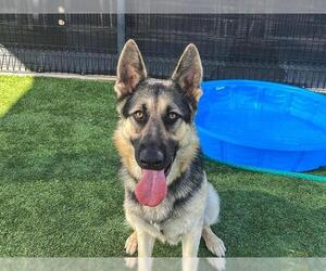 German Shepherd Dog Dogs for adoption in Orange, CA, USA