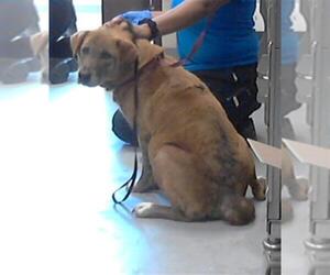 Labrador Retriever-Unknown Mix Dogs for adoption in Fayetteville, NC, USA