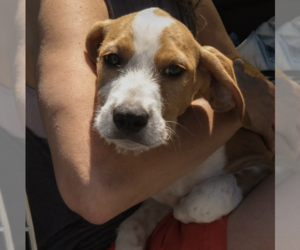 Mutt Dogs for adoption in Brooklyn, NY, USA
